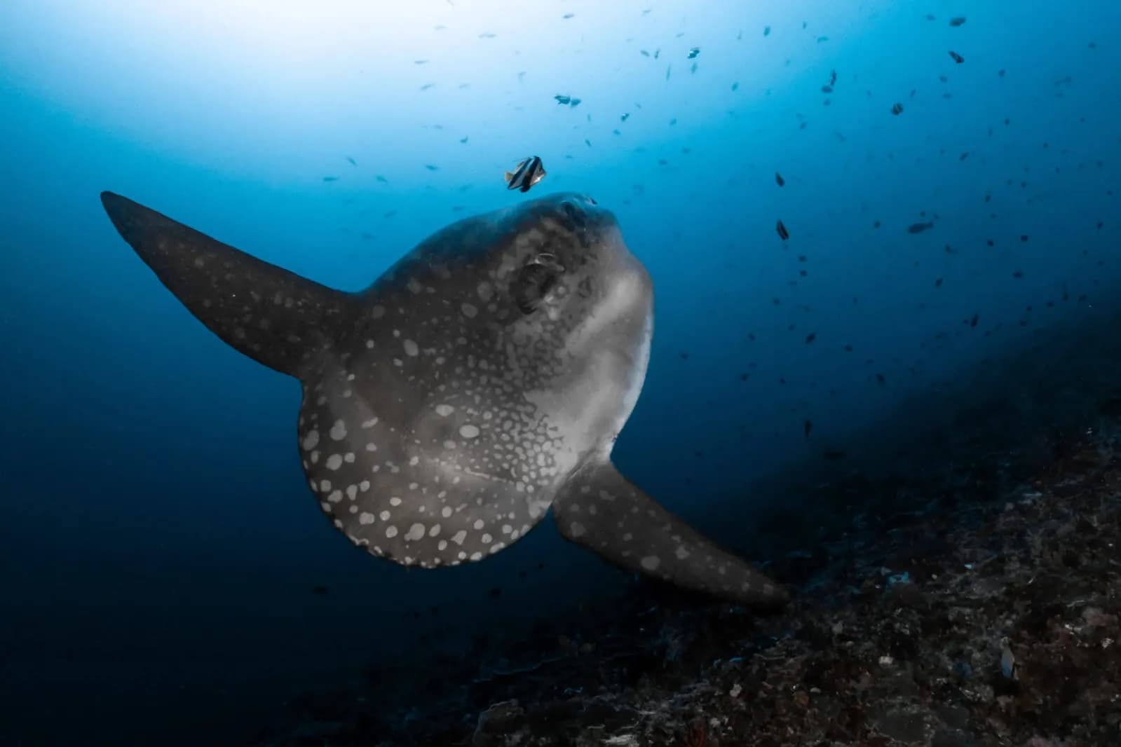 Bali Celebes Dive