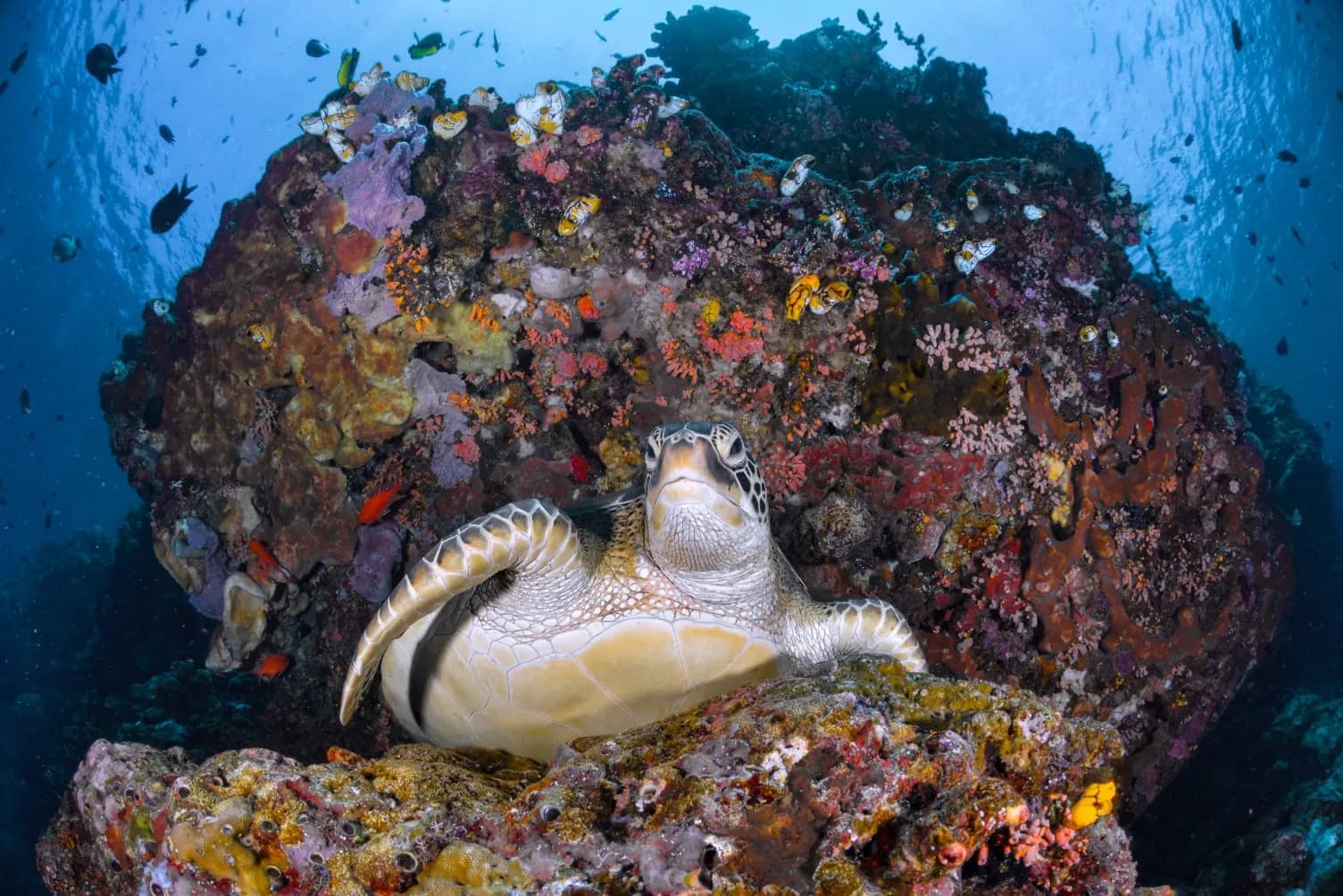 Try Scuba/Discovery Scuba Diving 3