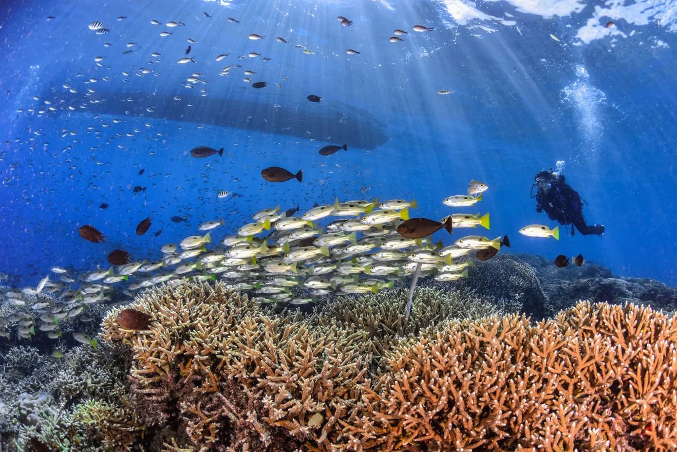 Try Scuba/Discovery Scuba Diving 4