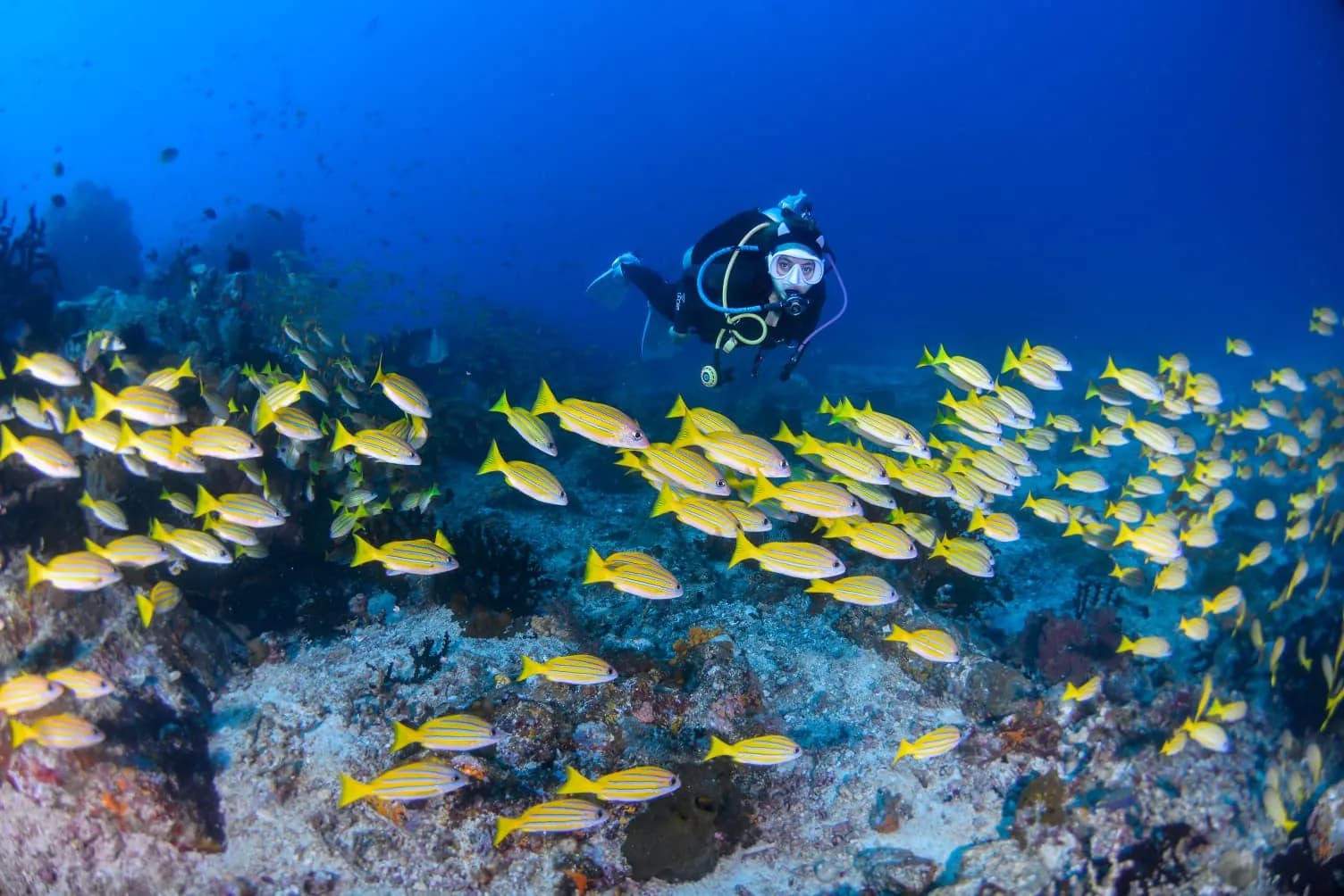 2 Log Dives-Pulau Bangka, Likupang 6