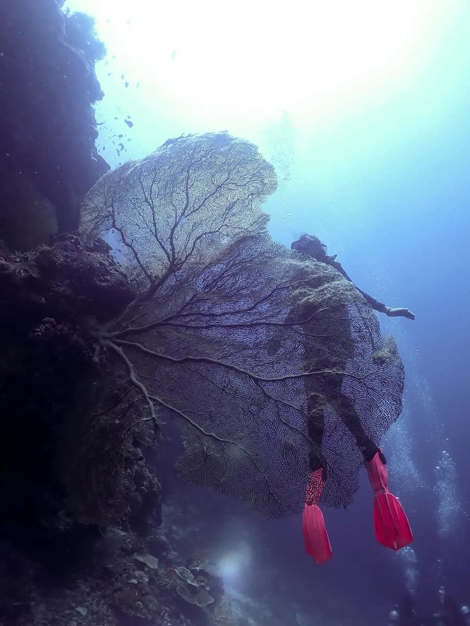 Karampuang Island 3 Dives 3