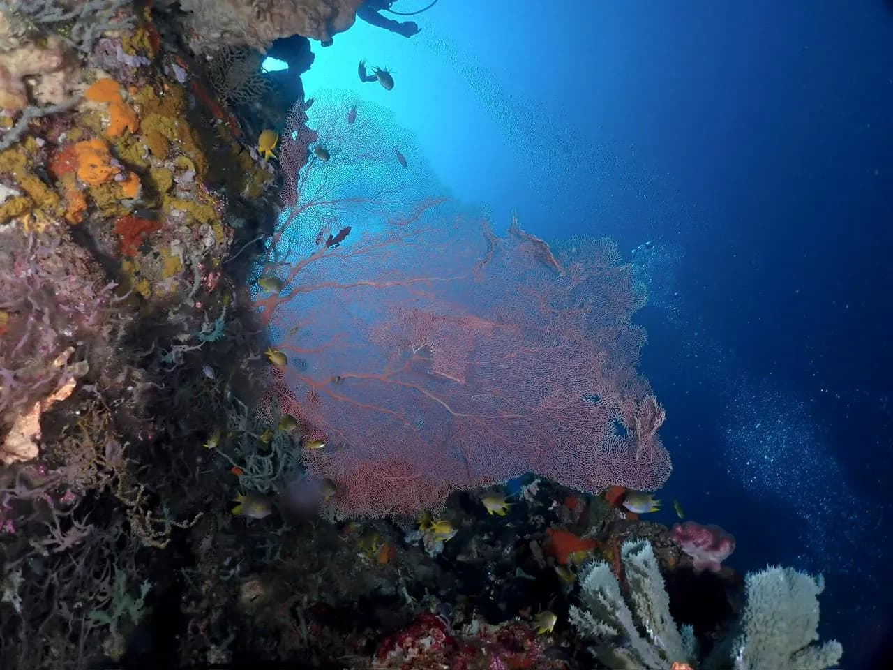 Karampuang Island 3 Dives 5