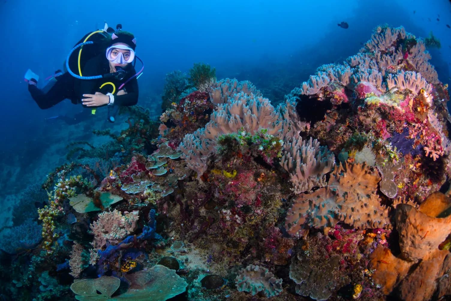 2 Log Dives-Pulau Bangka, Likupang 3