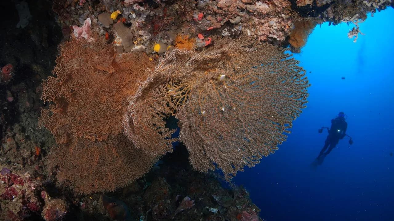 Karampuang Island 2 dives 4