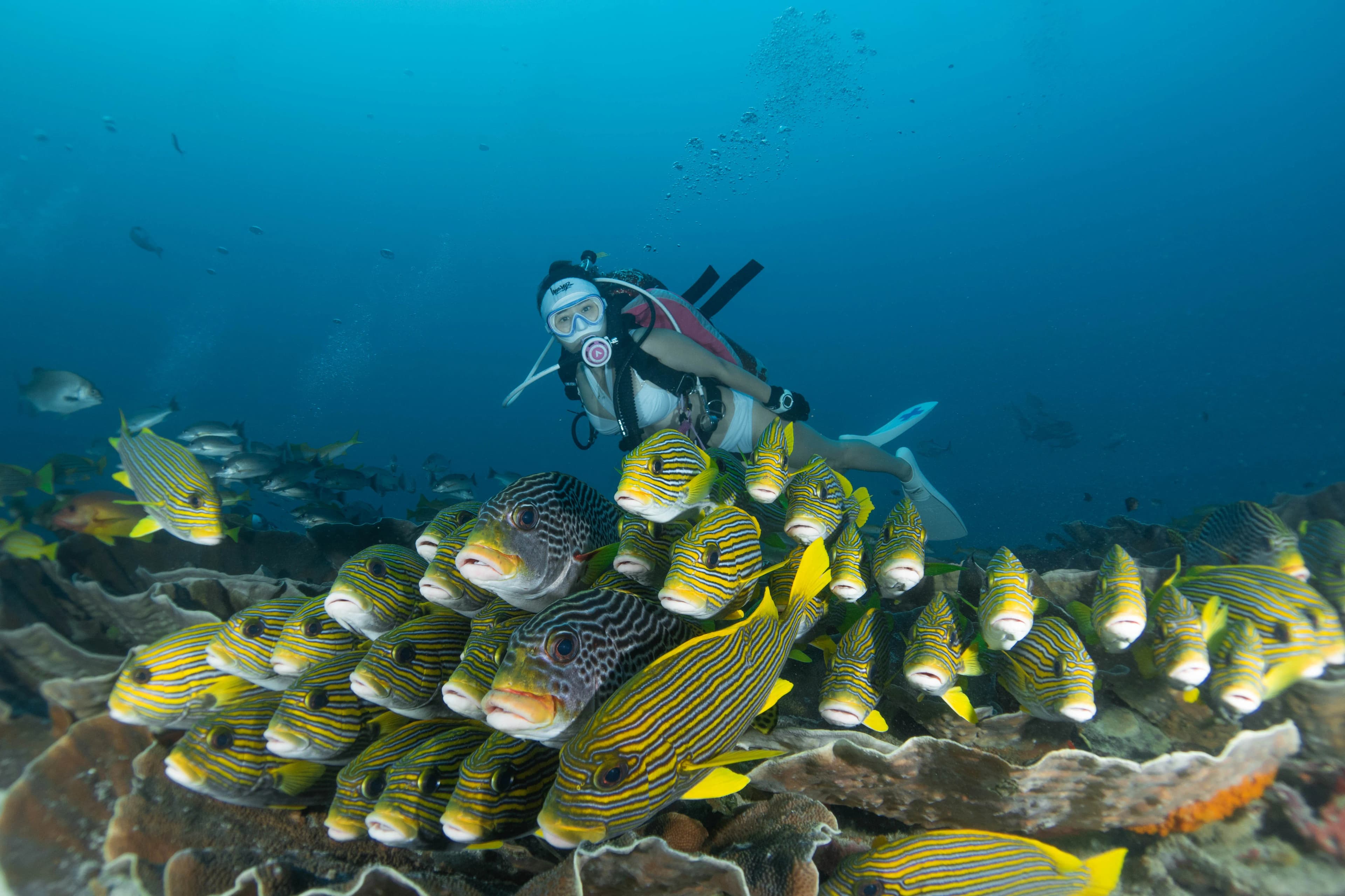Padang Bay 2 Dives Package 5