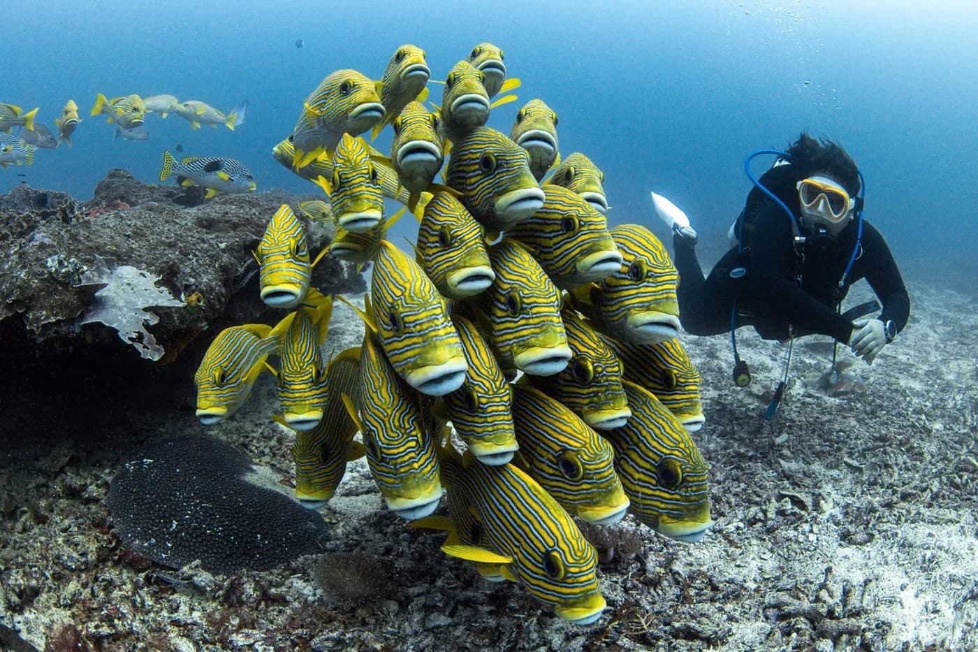 Perfect Buoyancy Specialty Course