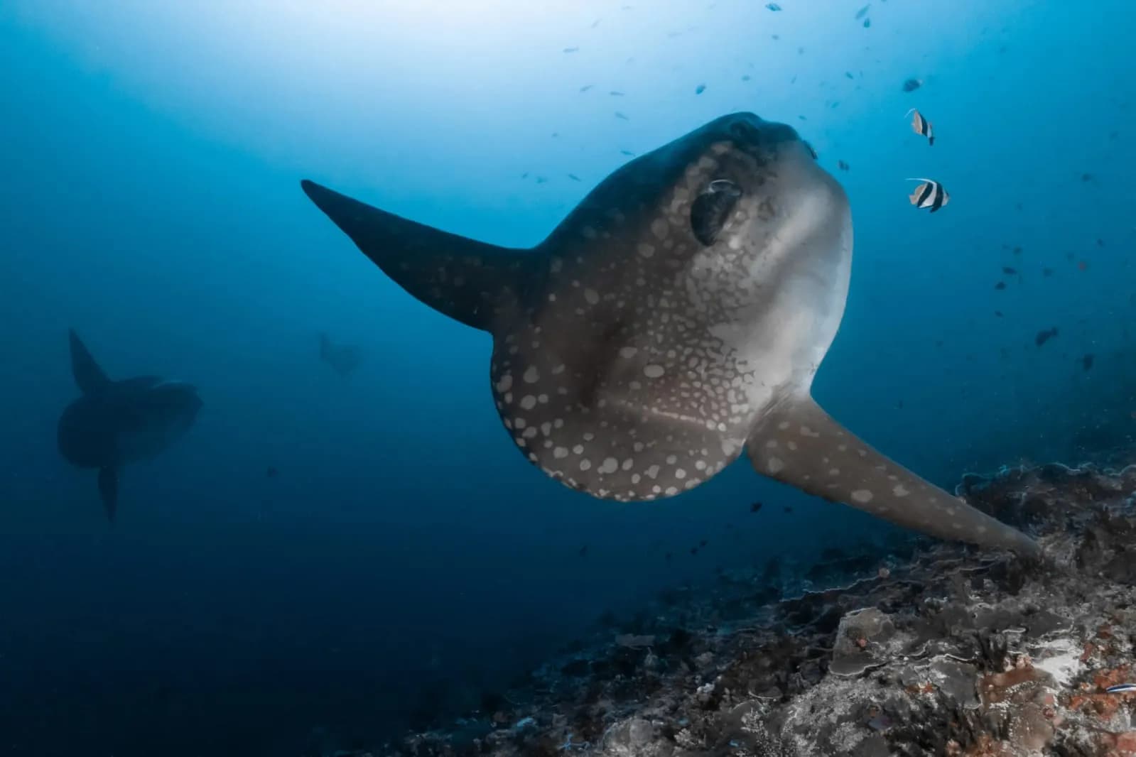 Nusa Penida 3 Dives Package 1