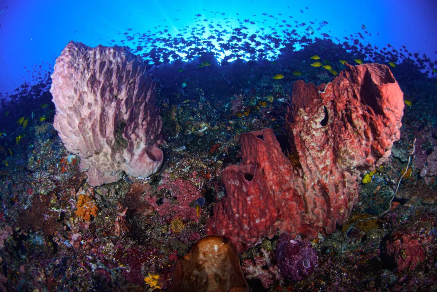 Snorkeling (Additional on Diving Trip)