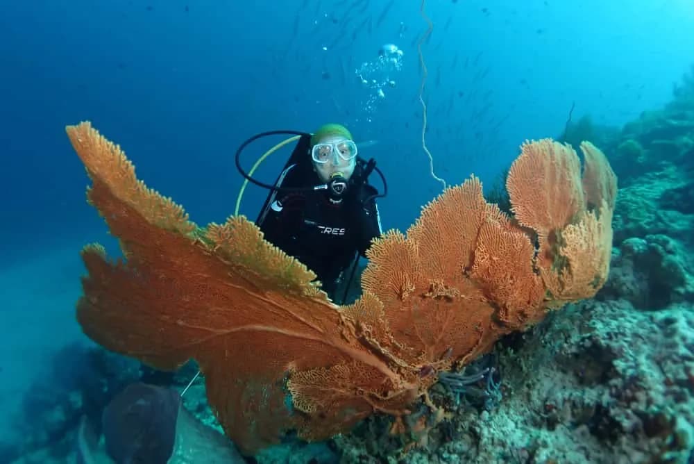 Menjangan Island 3 Dives - Banyuwedang 2
