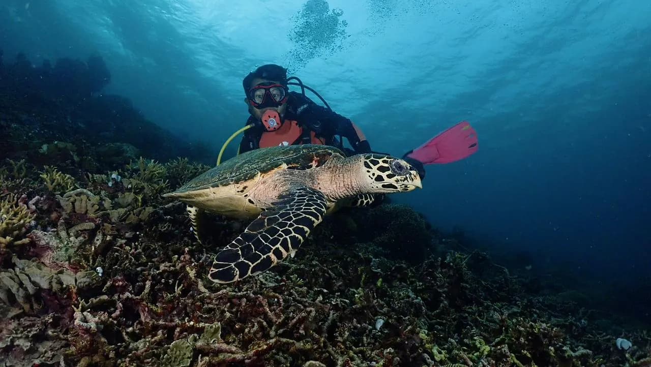 Karampuang Island 2 dives 2