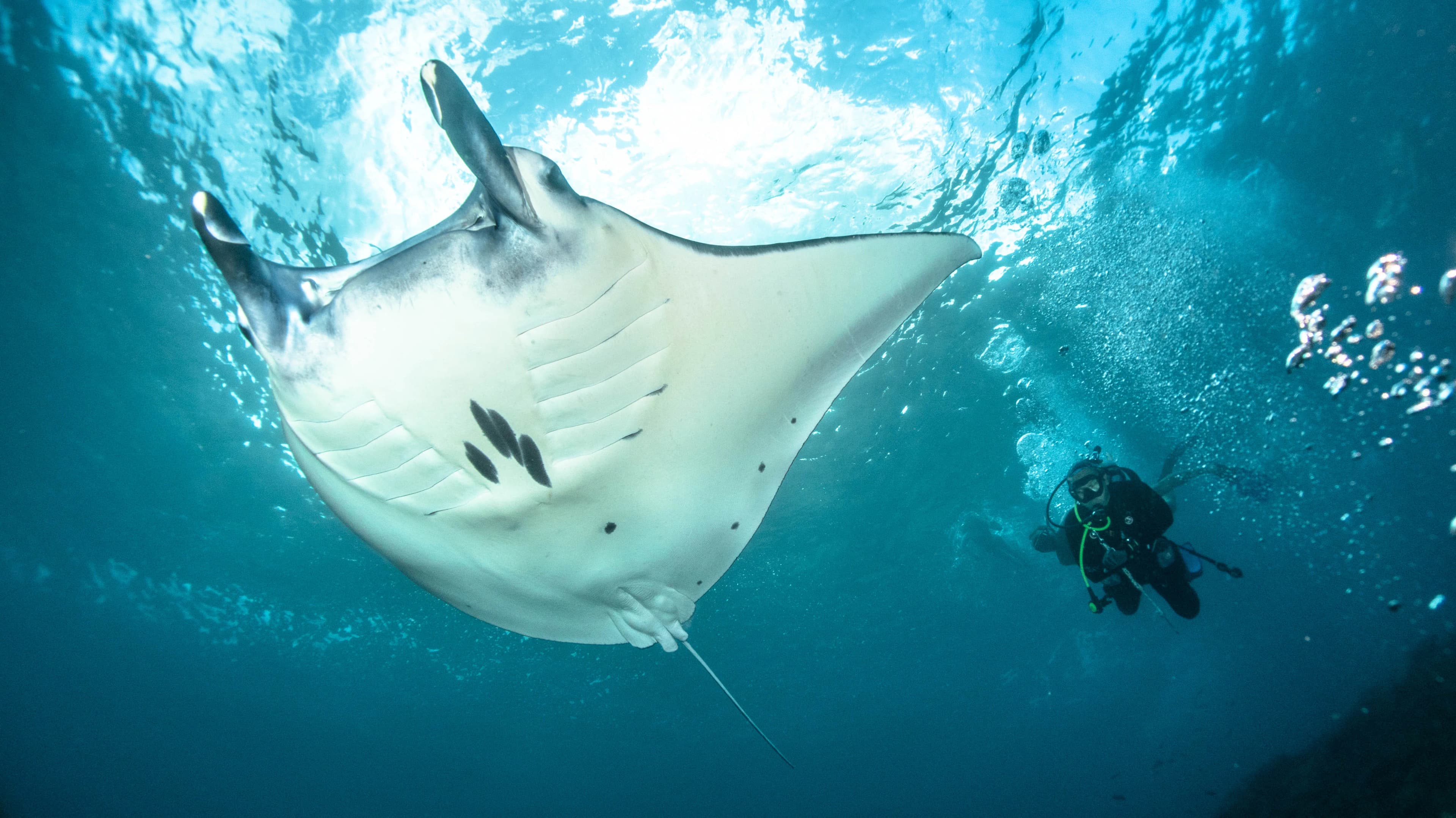 Nusa Penida 3 Dives Package 4
