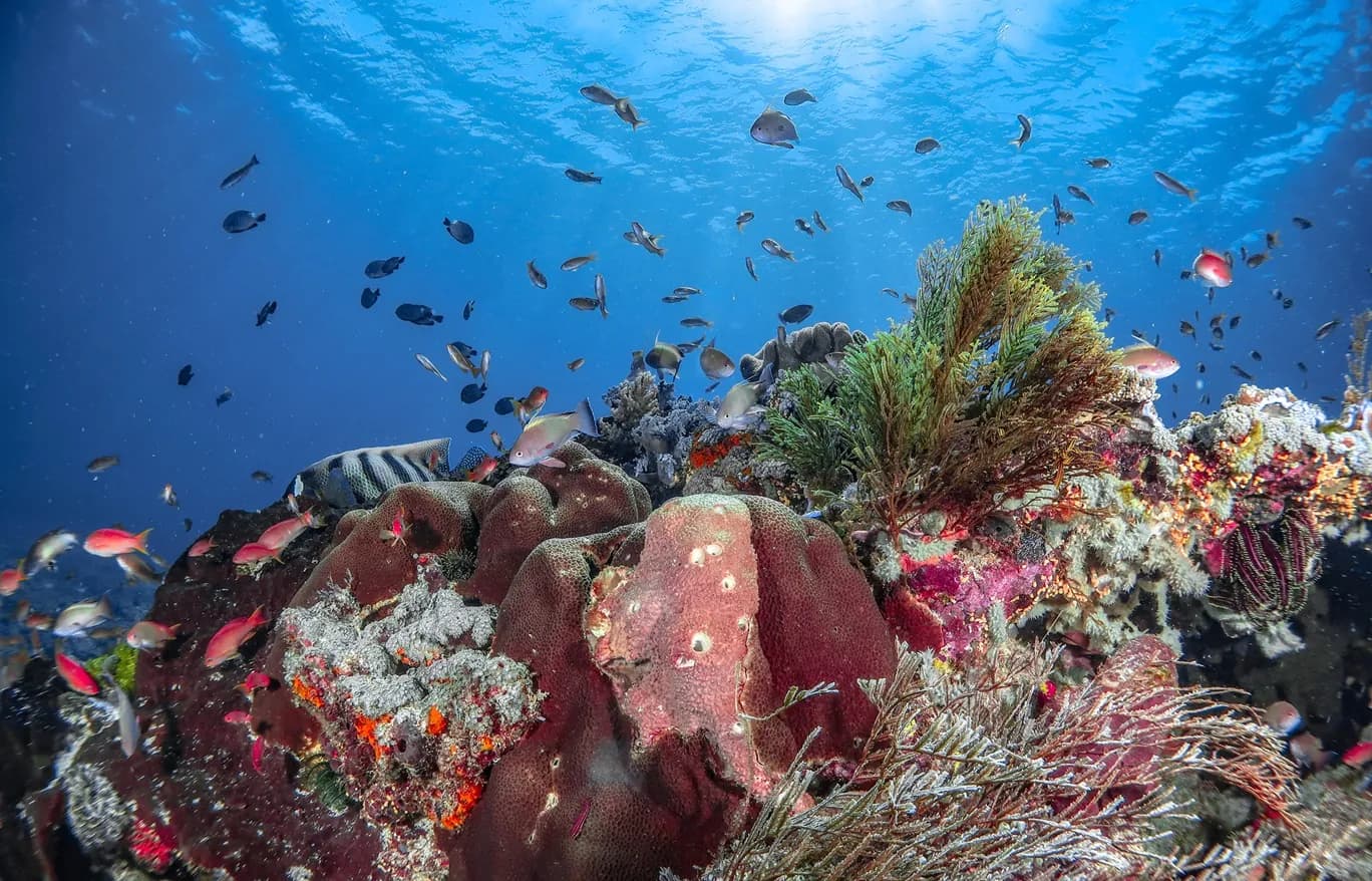 3 FUN DIVES Nusa Penida 2