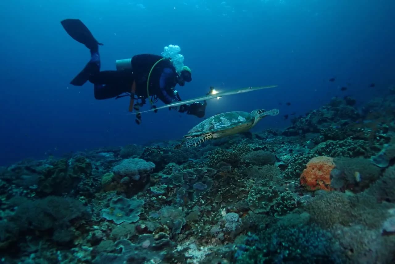 Nusa Penida 3 dives, Semawang Harbor 2