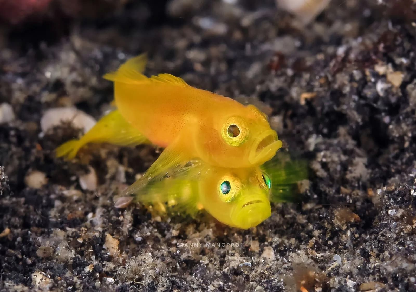 3 Log Dives-Lembeh Strait 4