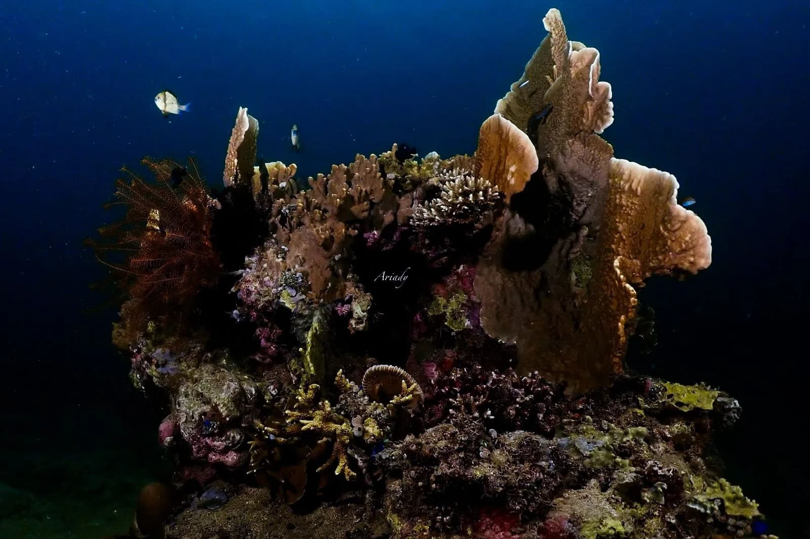 Karampuang Island 3 Dives 4