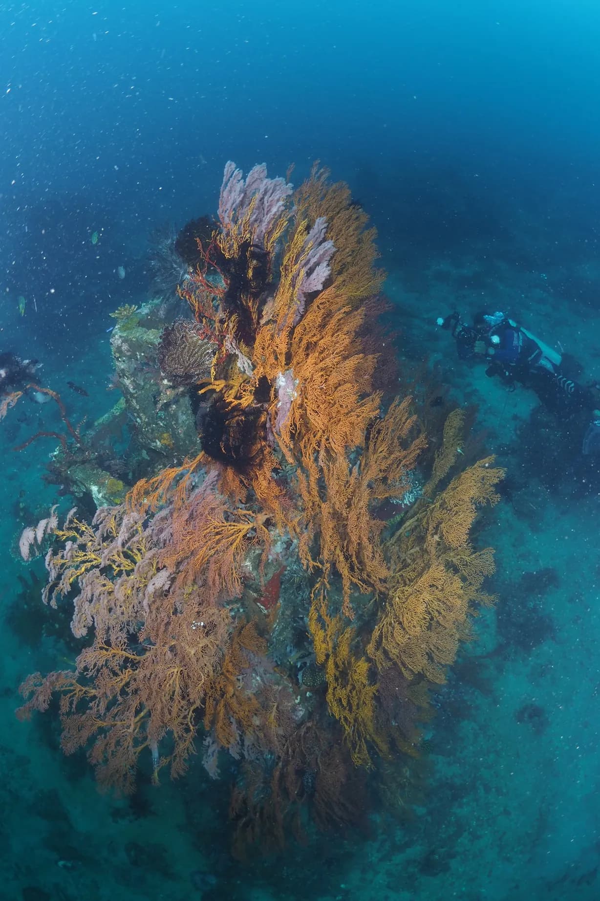 Tulamben Shore 3 Dives 1