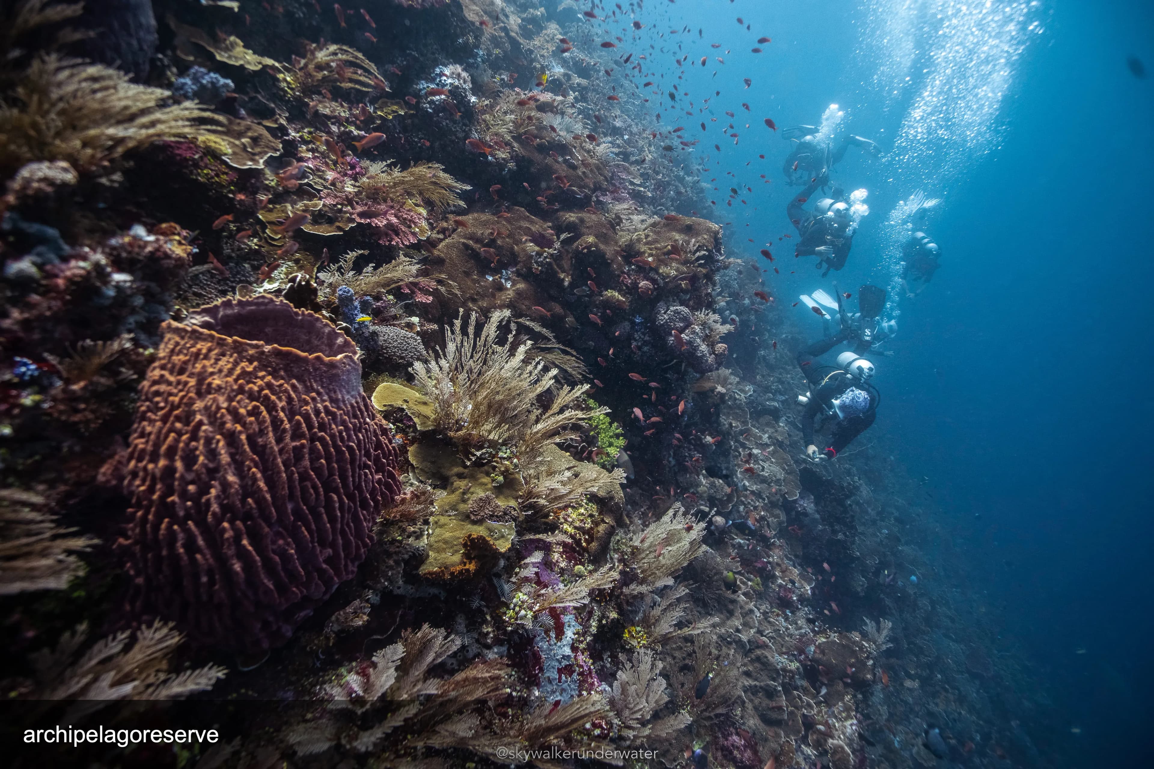 7D/6N Diving Photography - Shared Trip Special Guest, Iris 3