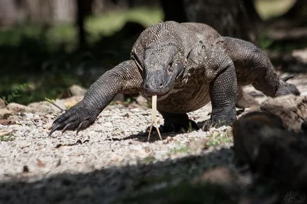 Labuan Bajo - Komodo - Labuan Bajo 1