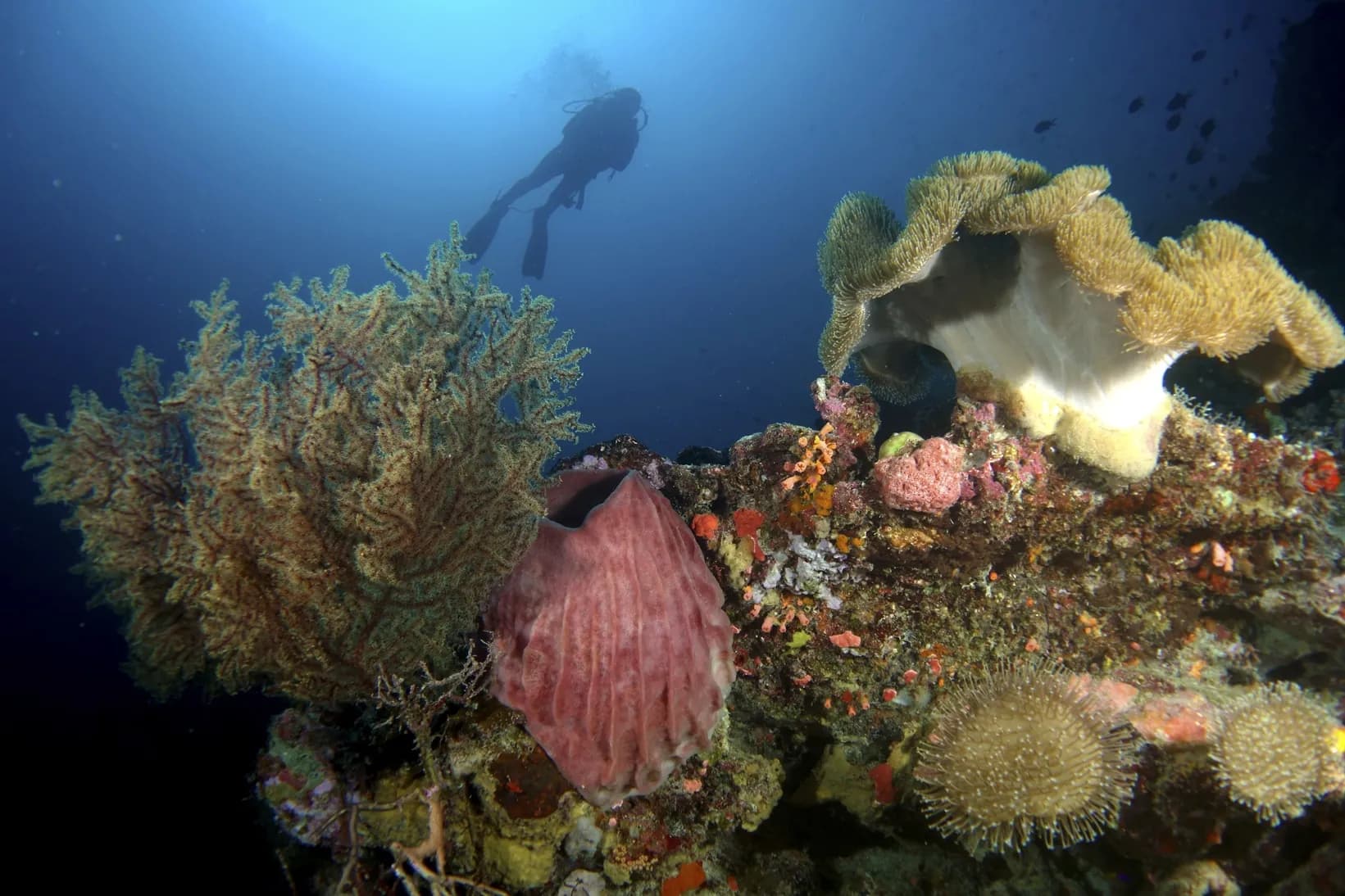 Wangi-wangi Island Wakatobi 2 dives Package 5