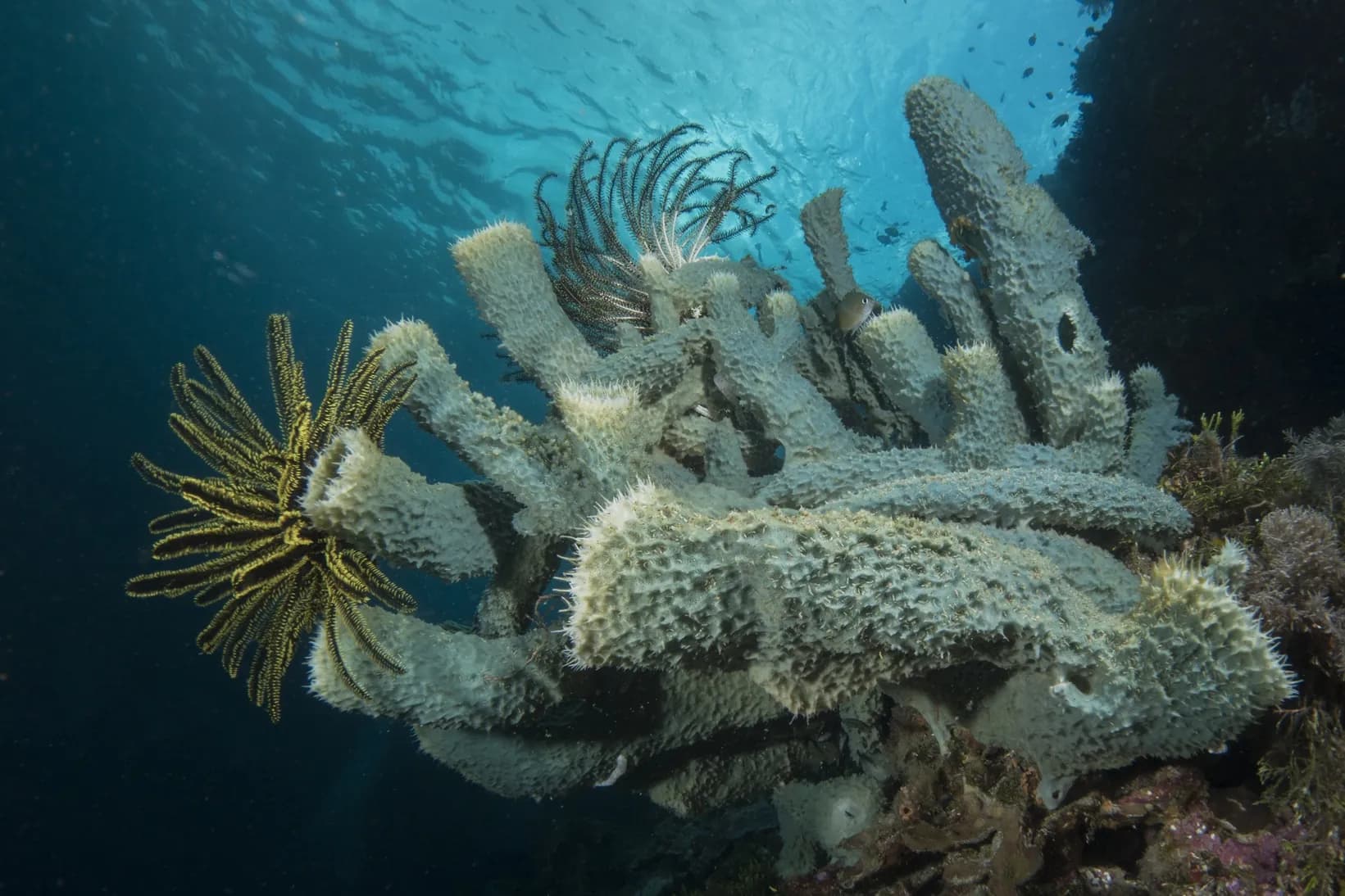 Wangi-wangi Island Wakatobi 2 dives Package 6