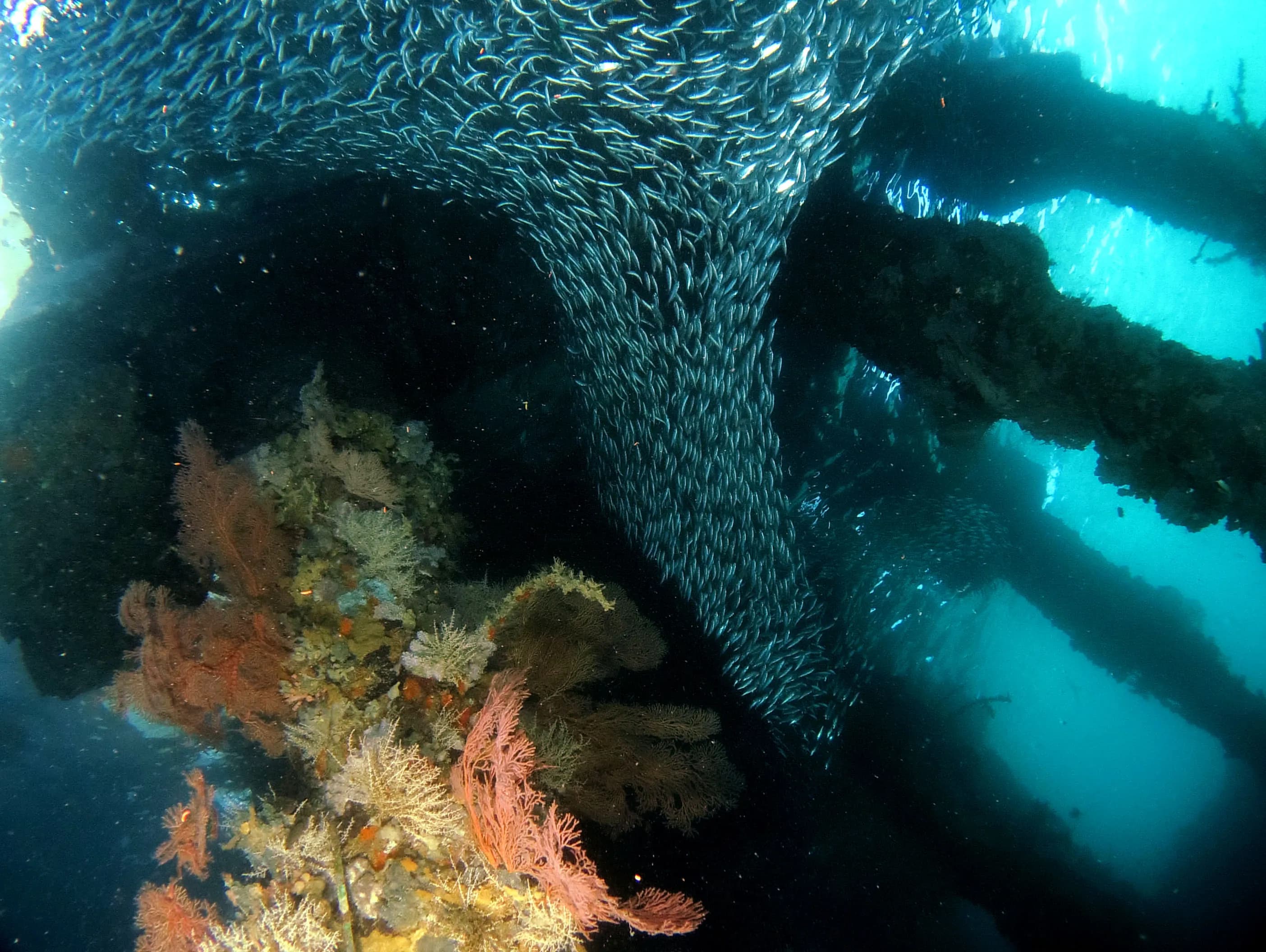 Wangi-wangi Island Wakatobi 2 dives Package 1